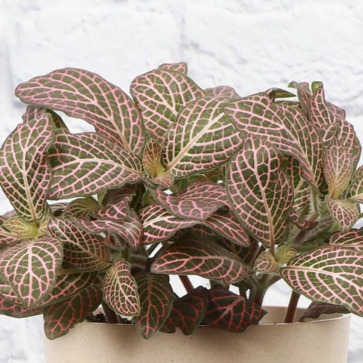 Thorsen's Greenhouse - Wholesale Live Plant - Pink Fittonia Nerve Plant - Live Plant2