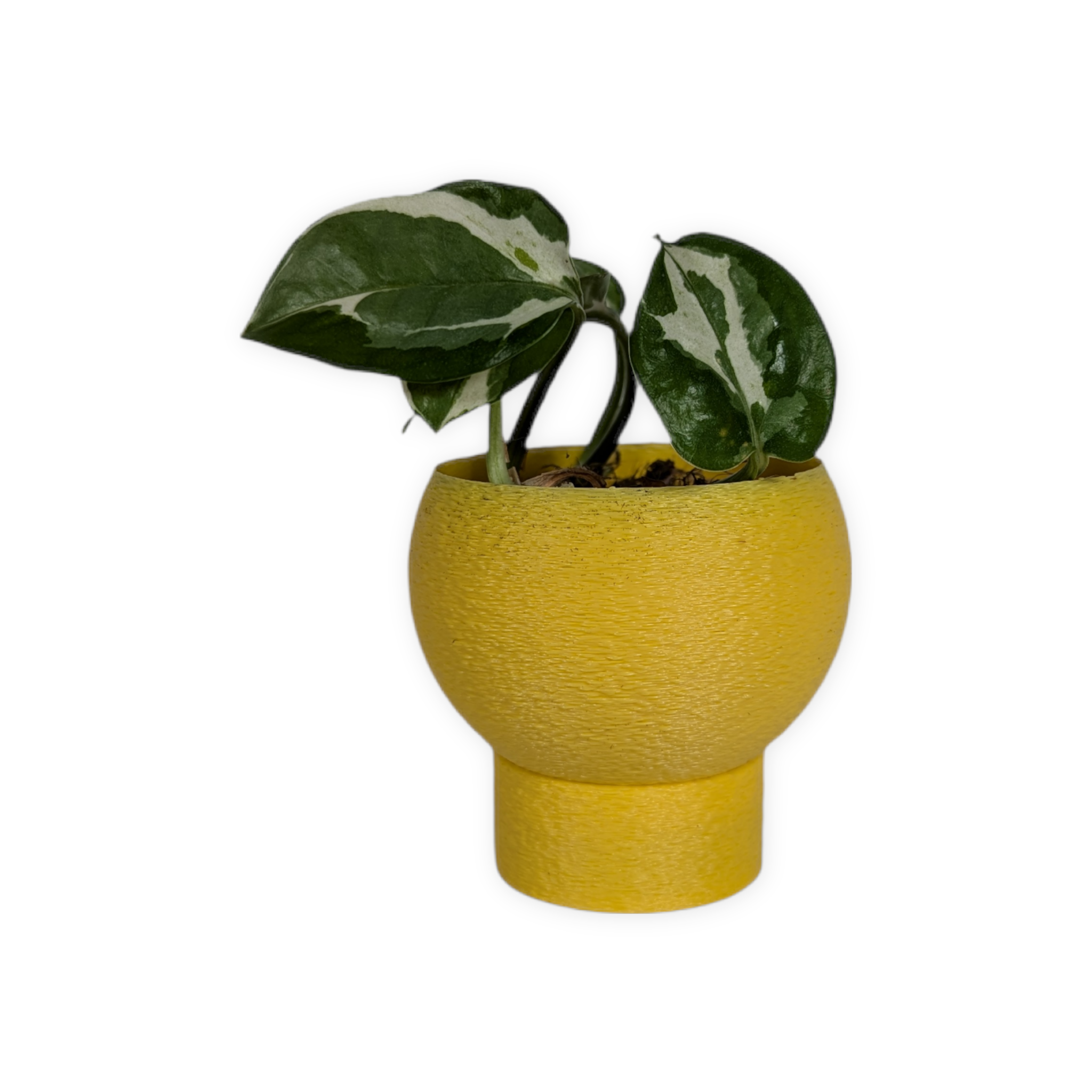 Leafprints.3d - Wholesale Plant Pot - The Petal – 2 Inch Planter with Drip Tray17