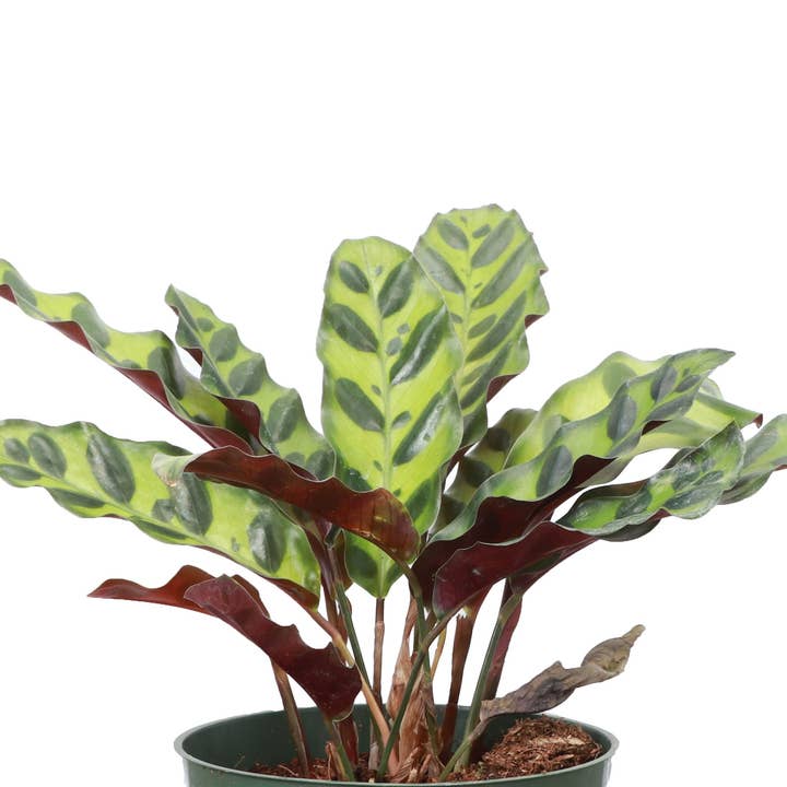 Thorsen's Greenhouse - Vente Plante - Crotale Calathea - Plante vivante1
