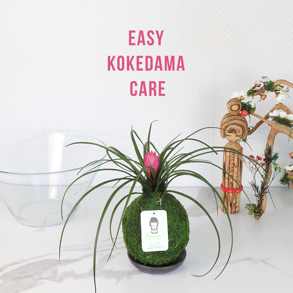 Kazumi Garden - Wholesale Live Plant - Bromeliad Tillandsia Pink Quill | Moss Ball Kokedama3