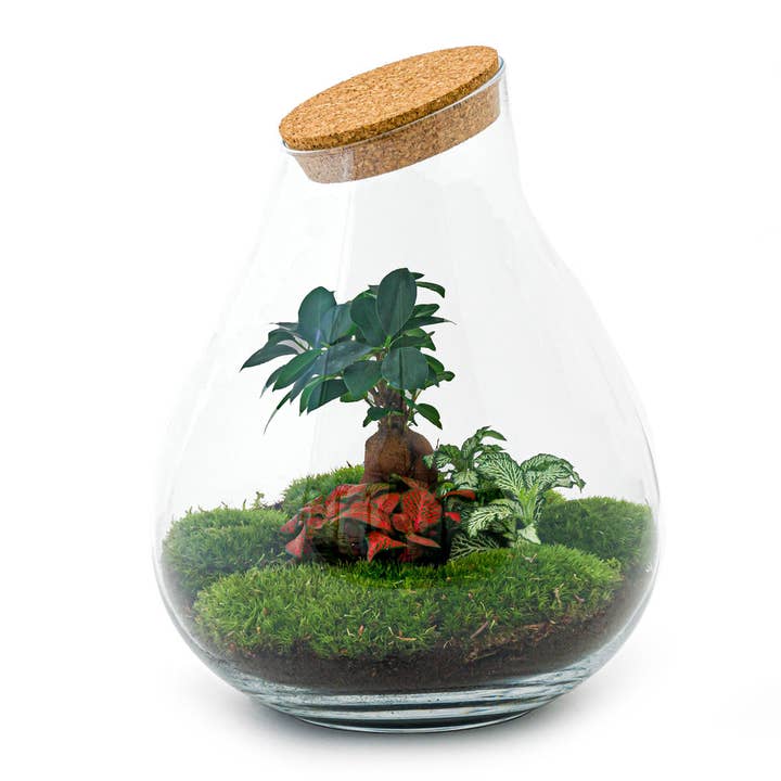 Trendhero.nl/b2b – Engroshandel Terrarium – Terrarium DIY Kit - Drop XL Ficus Ginseng Bonsai - Flaskehave - ↑ 37 cm