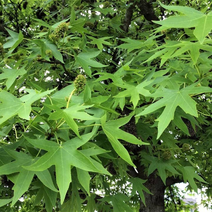 The Rike - Wholesale Plant Seeds - American Sweetgum Tree Seeds for planting 4 pack x 40 Seeds4