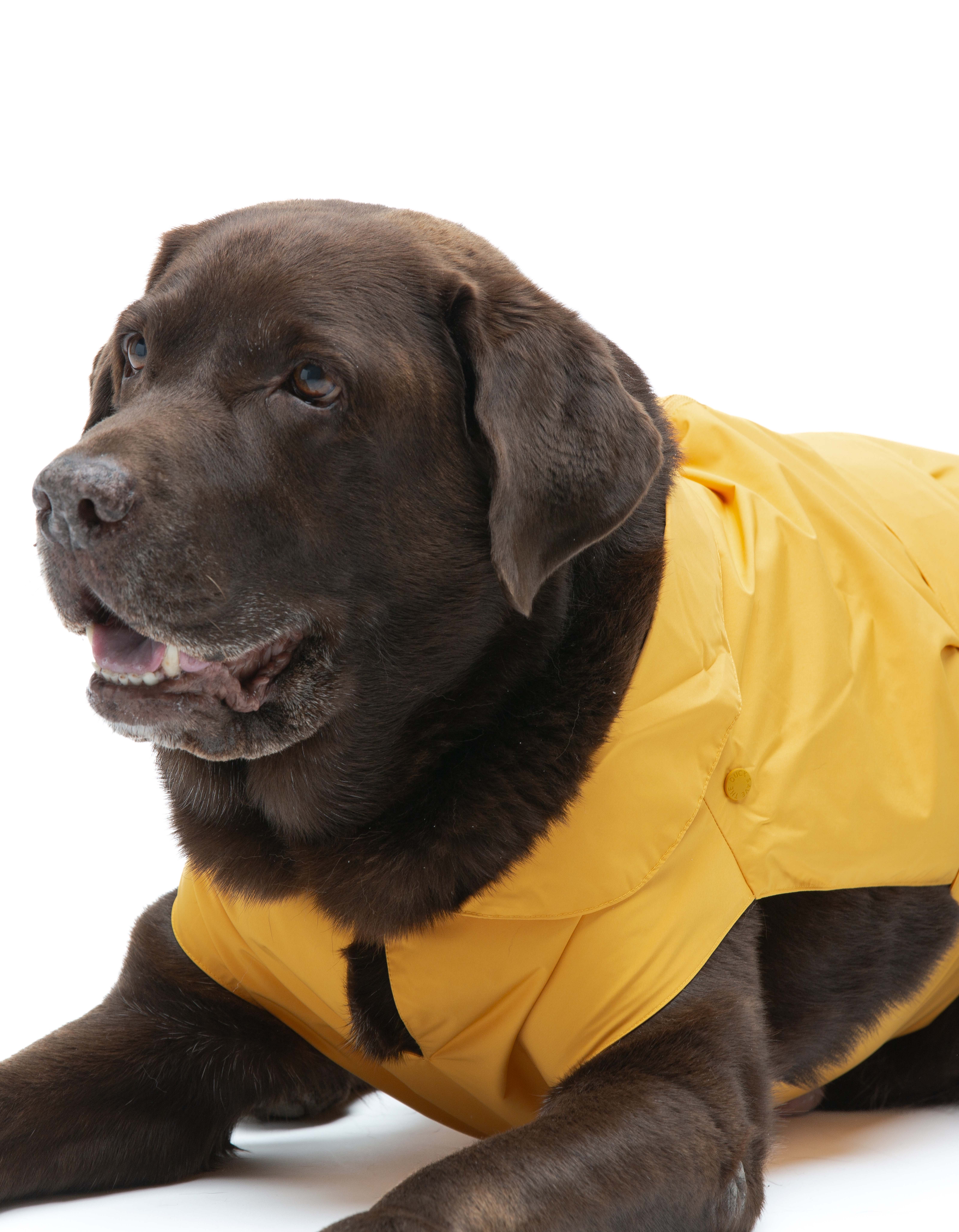 United Pets - Wholesale Pet Raincoat - Dog - Save the Duck x United Pets Yellow Dog Coat10