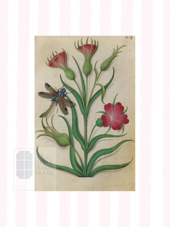 Étude botanique rose et blanche, impression giclée : ÉTUDE 1 pour la vente par The Little White House