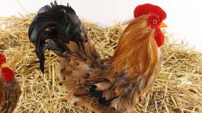 Zucker Feather Products - Wholesale Feathers - Rooster Farmhouse Decor