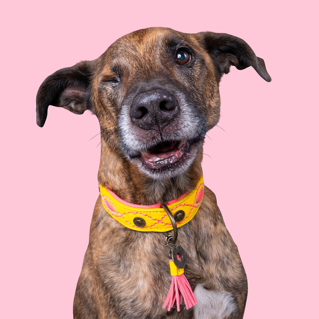 Dog with a Mission - Wholesale Pet Collar - Dog - Collar Urban JESSY5