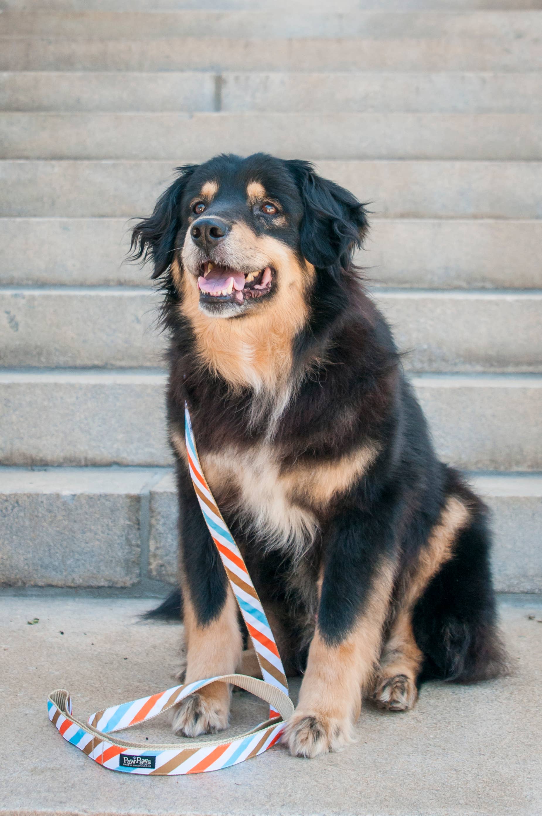 Paw Paws USA – Großhandel Leine – Hund – Frisch gepresste Hundeleine4