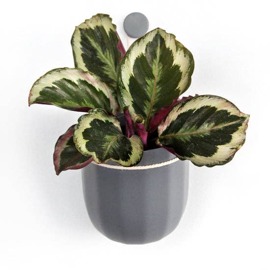 WallyGrow - Wholesale Hanging Planter - Loop Hanging Planter in Gravel