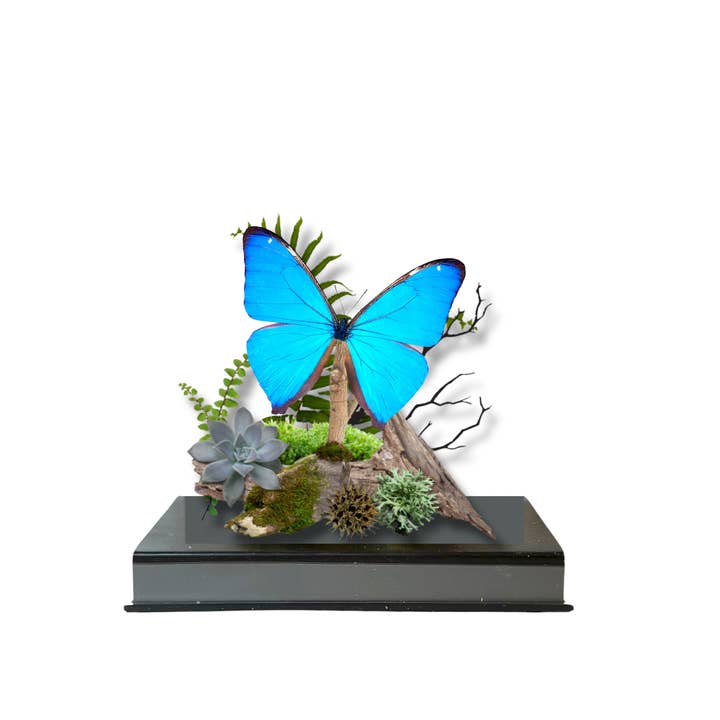 Instar Innovations - Wholesale Decorative Tabletop Object - Real Morpho Agea Butterfly Diorama South America - 6x8x6 in2