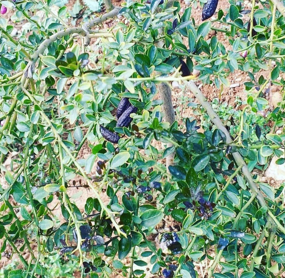 CRISTELSPEARLS – Snacks de fruta por atacado – Limão Finger em 4 Cores6