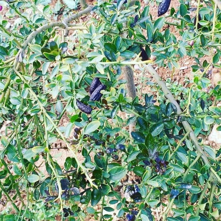 CRISTELSPEARLS – Snacks de fruta por atacado – Limão Finger em 4 Cores6