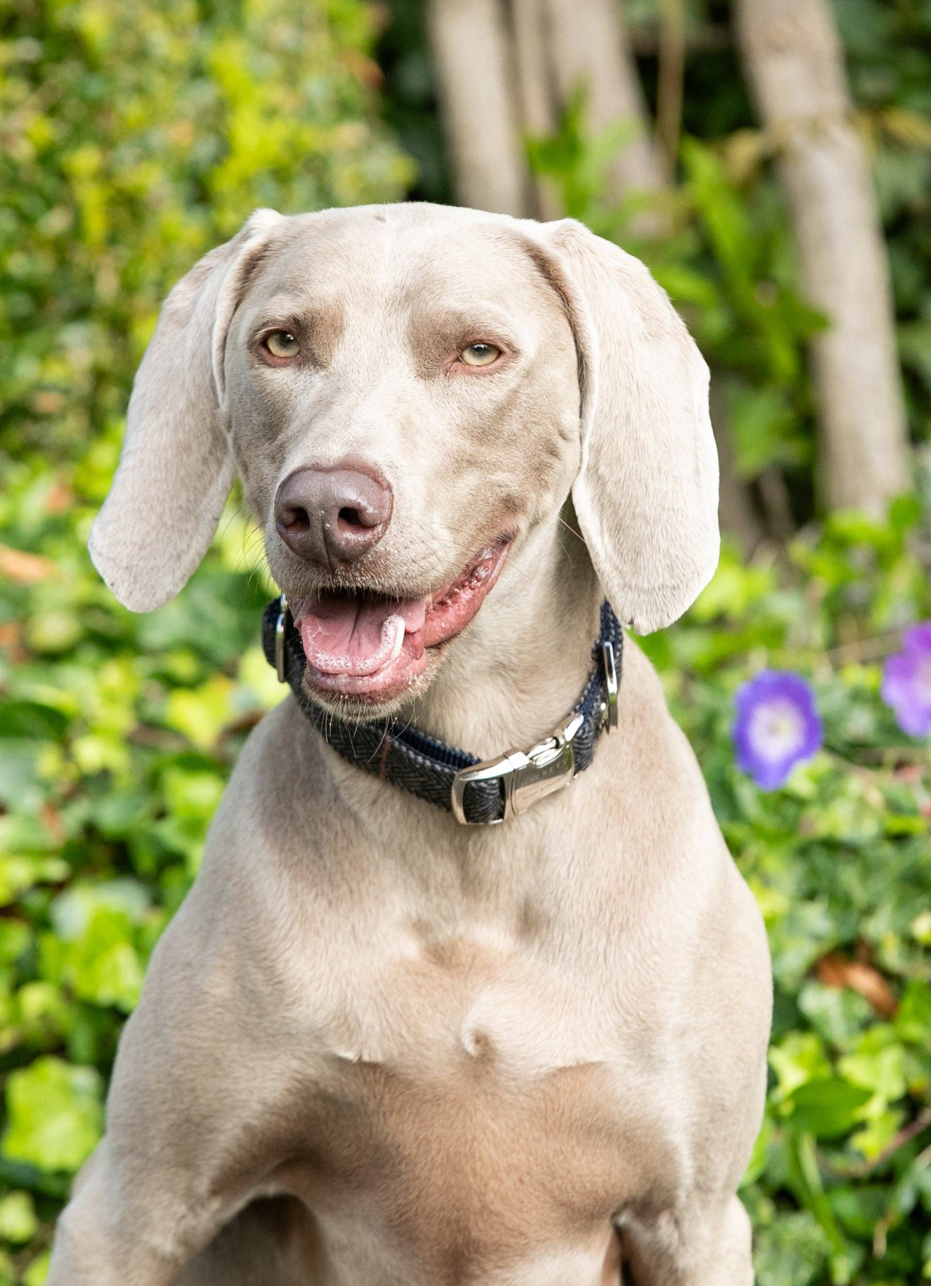 Hugo & Hudson – Großhandel Haustierhalsband – Hund – Hackett x Hugo Hudson Hundehalsband aus grauem kariertem Tweed6