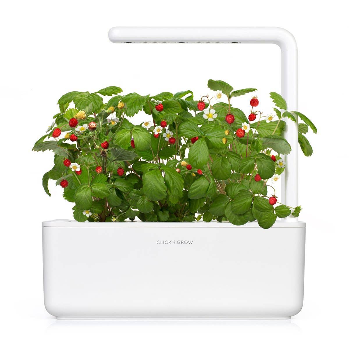 Click and Grow - Vente Graines de plantes - Gousses de Fraise des Bois1