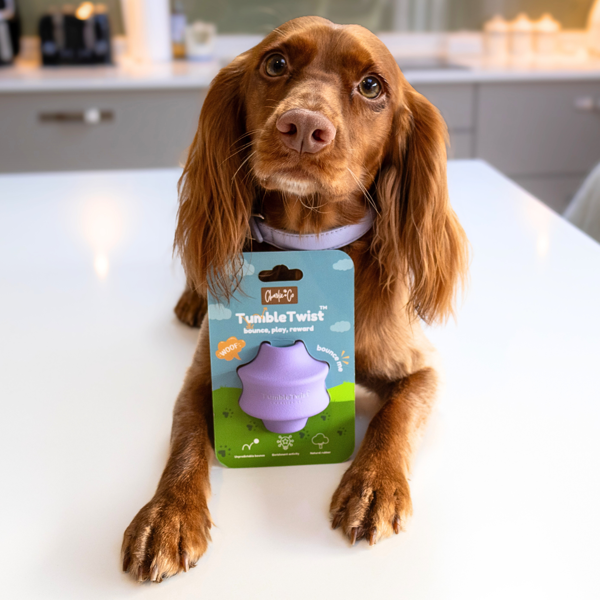 Charlie & Co - Venta al por mayor Juguete para morder - Perros - Tumble Twist - Juguete de enriquecimiento, color púrpura5
