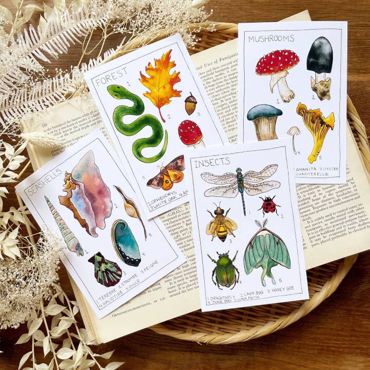 Nature Postcard Set With Insect Entomology. for wholesale by Candace Fincher