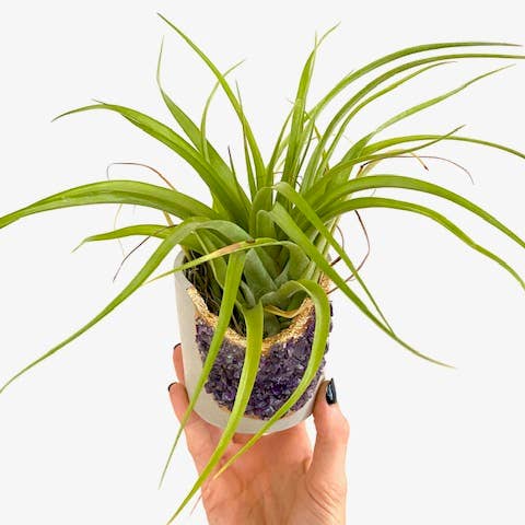 Plant One On Me Designs - Wholesale Plant Pot - Large Geode Planter with Air Plant - Mixed Crystal - Vessel