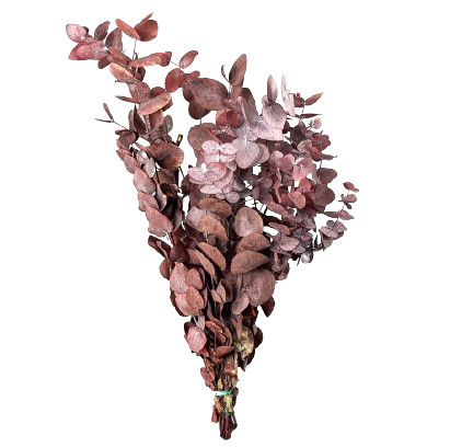 Concari.flores Preservadas - Wholesale Artificial Flowers - PRESERVED CINEREA EUCALYPTUS1