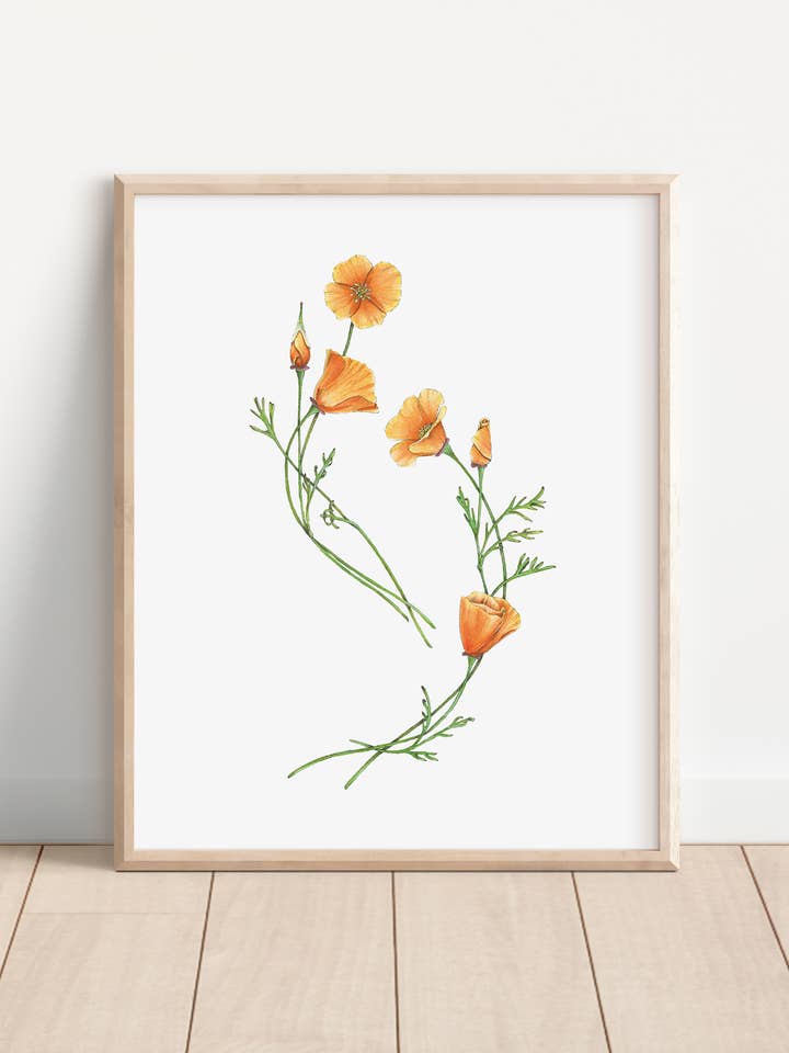 California golden poppies watercolor art print for wholesale by Hannah Moore Art