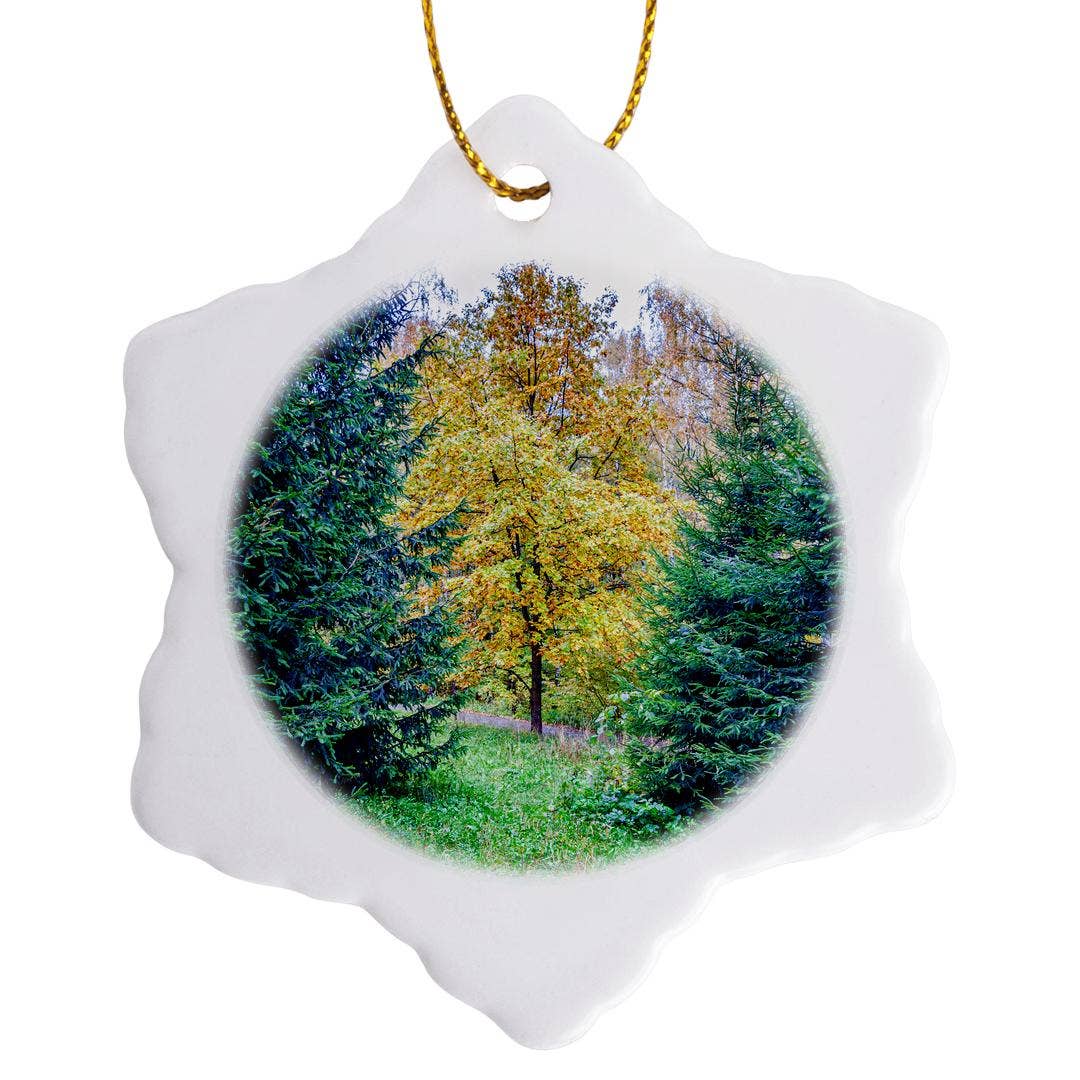 3dRose - Wholesale Ornament - 3dRose, Young oak tree between two fir trees on a wet autumn day, Ornament0