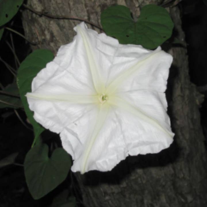 Sow the Magic - Wholesale Plant Seeds - Moonflower (Does not ship to AZ) Tarot Seed Packet4