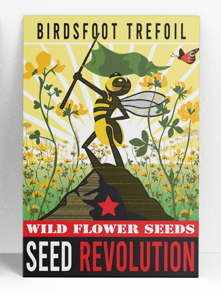 Birdsfoot Trefoil Native Wildflower Seeds for UK Meadows for wholesale by Seed Revolution