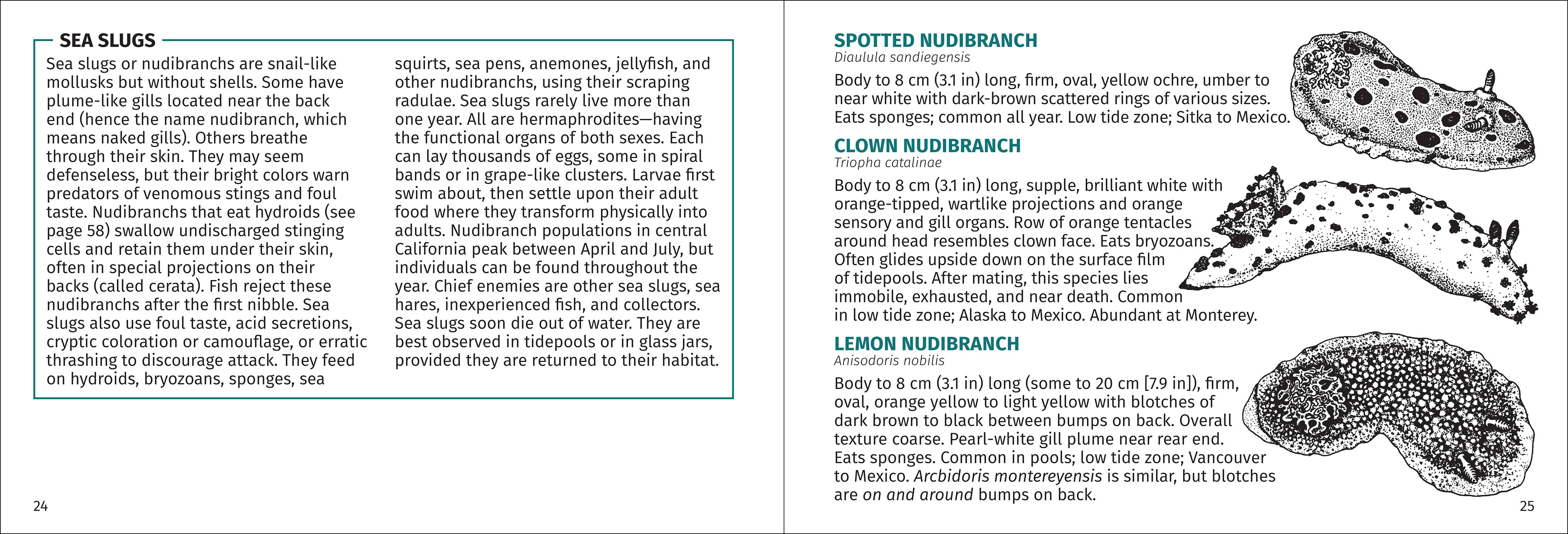 AdventureKEEN - Wholesale Nature & Outdoors Book - Pacific Intertidal Life 2nd Edition8