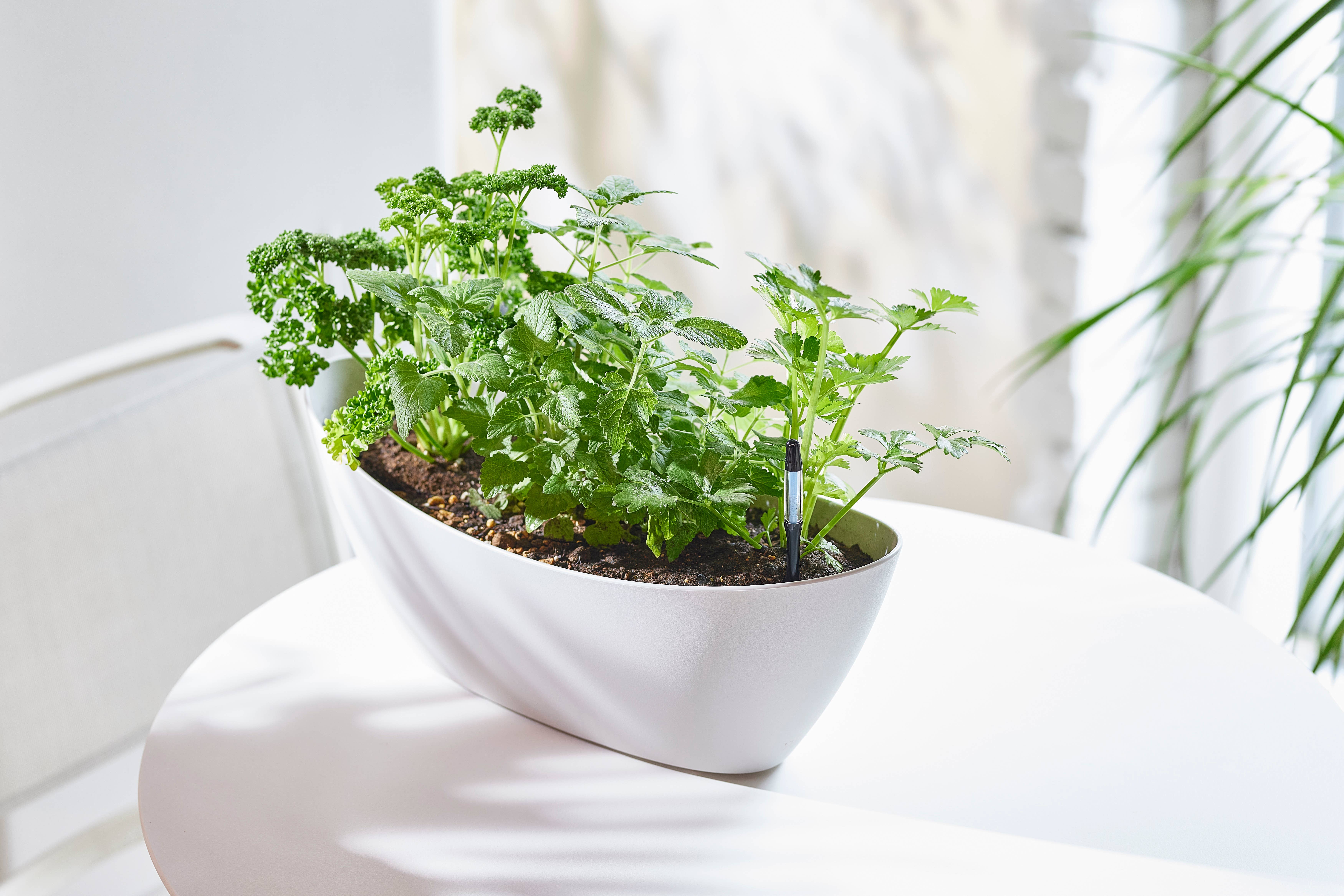 SUStee - Wholesale Garden Tool - SUStee Single Pack Medium Black4