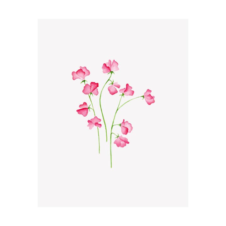 Floral Watercolor Art Giclee Print- Sweet Pea for wholesale by Brake Ink Stationery