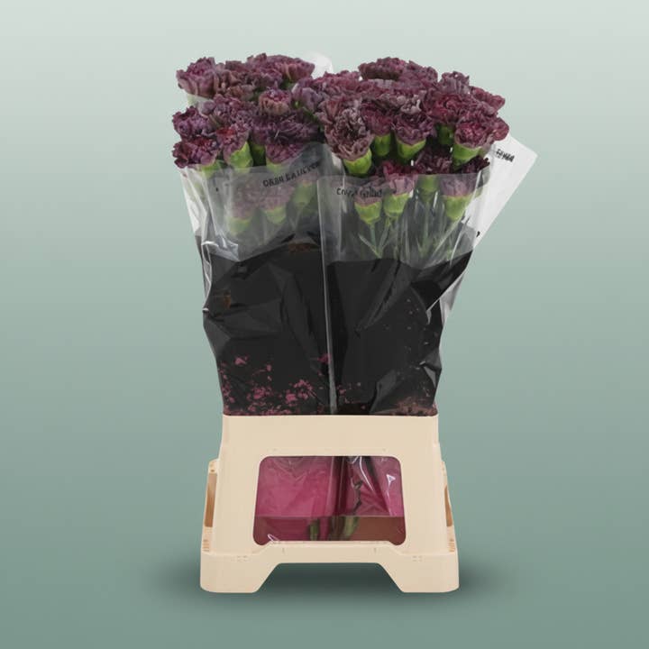 Carnation Standard Copper Extasis for wholesale by All Occasions Wholesale