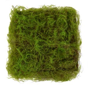 Buy Sheet Moss For Sale