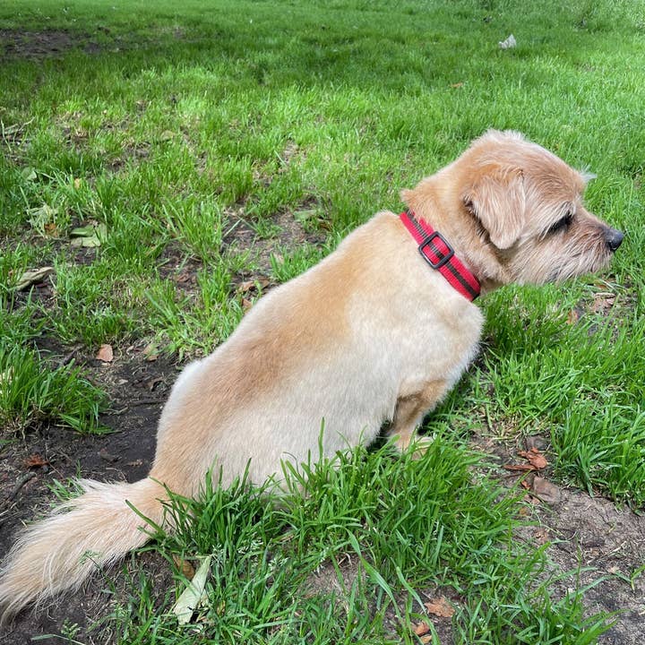 Reg&Bob - Wholesale Pet Collar - Dog - Reg&Bob Collar Red stripe3