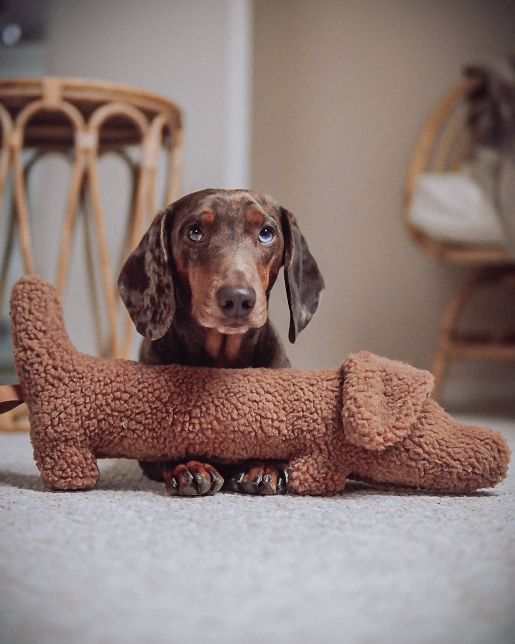 Lieblingspfote - Wholesale Knuffelspeeltje - Hond - Dachshund Musch knuffel- en speelplezier in één4
