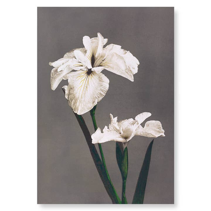 PHOTOMECHANICAL PRINT OF IRIS KÆMPFERI (1896): 2xPrints for wholesale by Ezen Trade