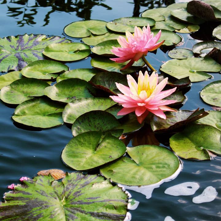 Growers Choice Tropical Water Lily (Night Blooming) for wholesale by Wetplants