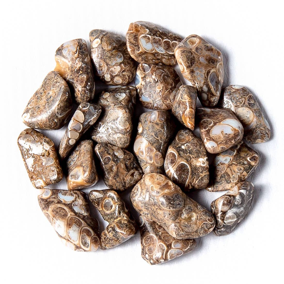 Tree of Life Gems - Wholesale Spiritual Stone/Crystal - Small Tumbled Turritella Agate0