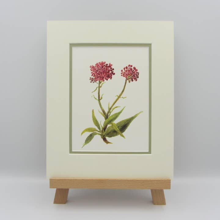 Sophia Davenport - Wholesale Art Print - Wildflower Watercolour Mounted A5 Prints6