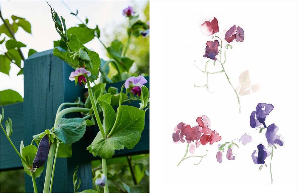 HarperCollins - Wholesale Home & Garden Book - Becoming a Gardener : Catie Marron8