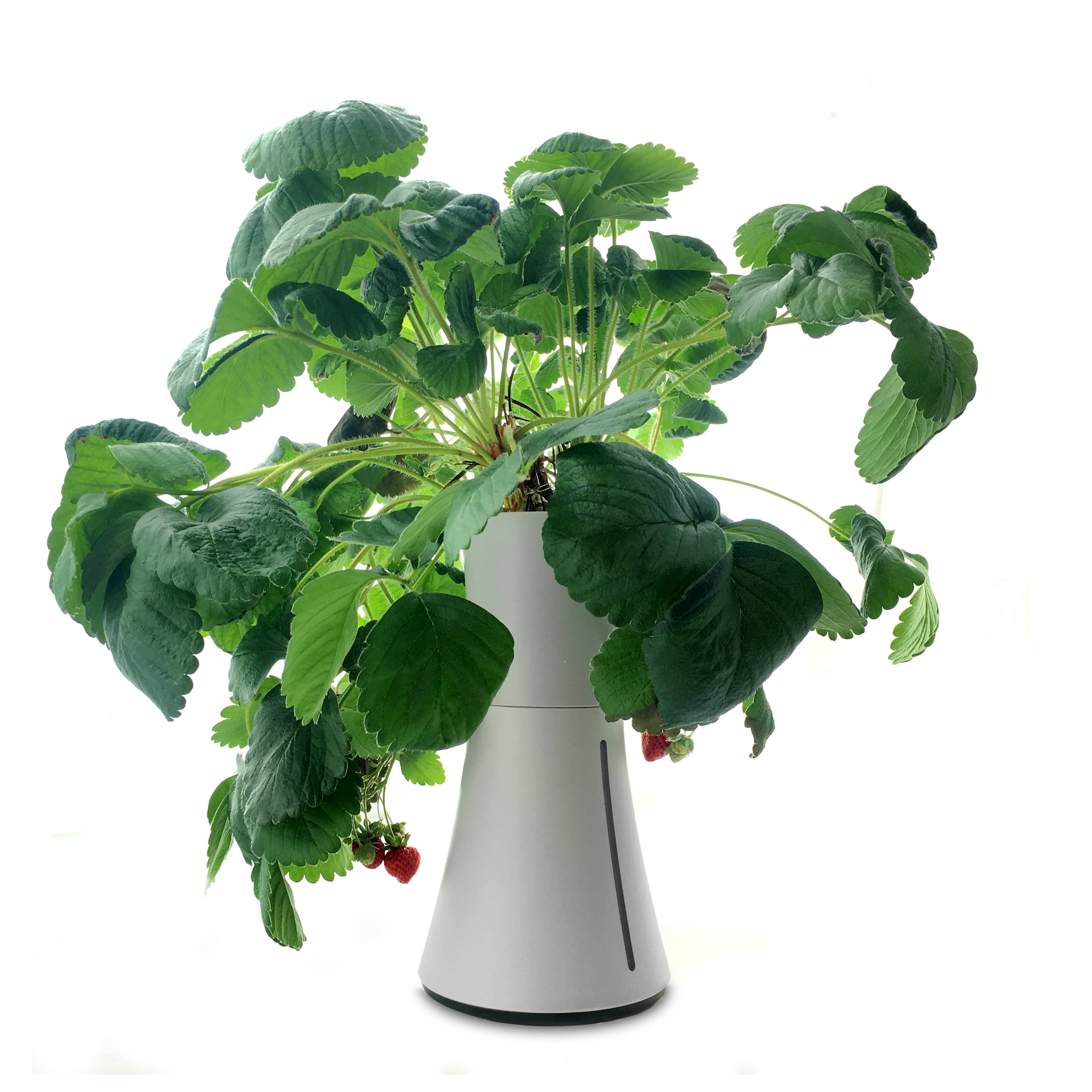 Botanium AB – Engroshandel Plantekrukke – Botanium selvvandende plantepotte - askesgrå7