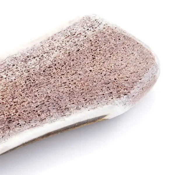 Cernunos - Vente Os à mâcher – chien - Bois de cerf tranché5