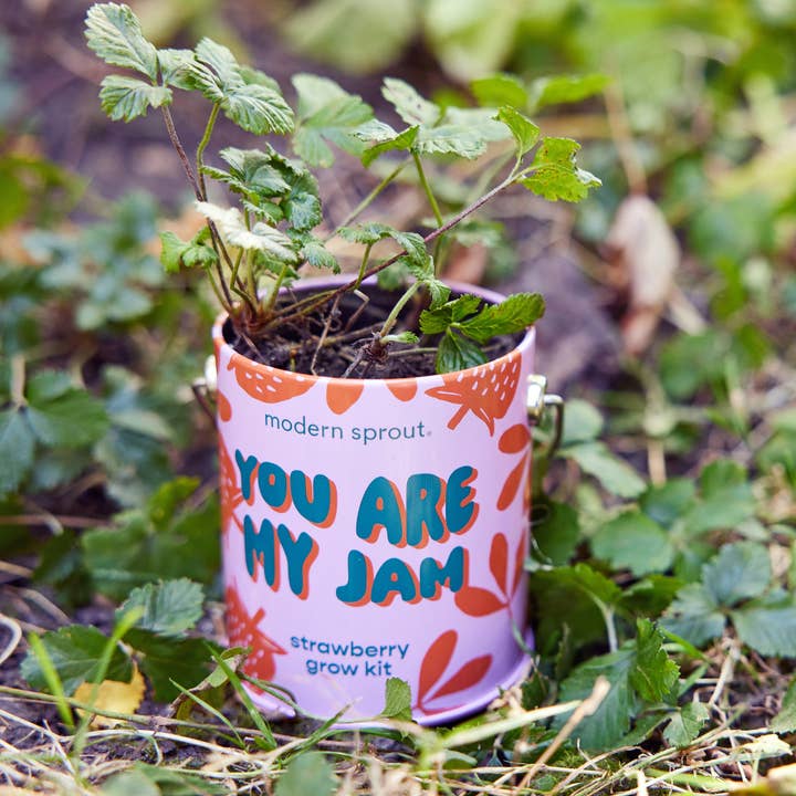 Modern Sprout - Wholesale Plant Seeds - Complimentary Color Grow Kits
