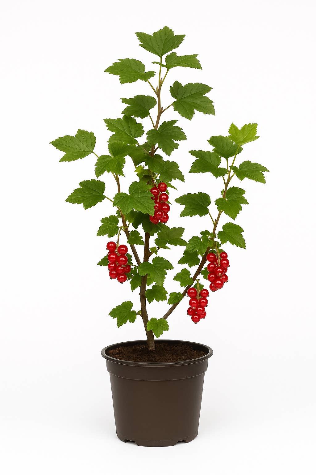 Oasis of Life - Wholesale Live Plant - Ribes rubrum 'Jonkheer van Tets' β Red Currant β early, aromatic berry plant for garden & hedge β high-yielding, easy to care for & hardy β fruit ripening end of June