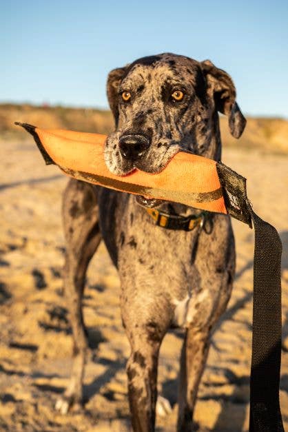 Katie's Bumpers - Wholesale Pet Rope Toy - Dog - Best KB Big Tug Dog Tug Toy8