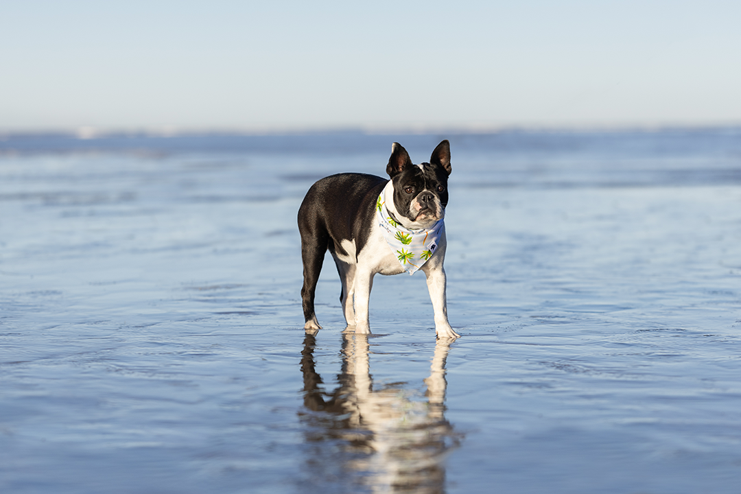 Dog Bandana Co. - Wholesale Pet Bandana - Dog - Shores Dog Bandana1