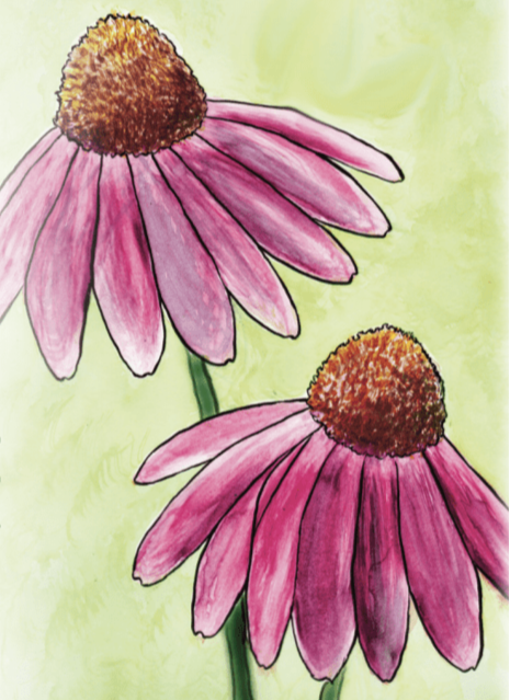 Sow True Seed - Wholesale Plant Seeds - Echinacea Seeds - Purple Coneflower1