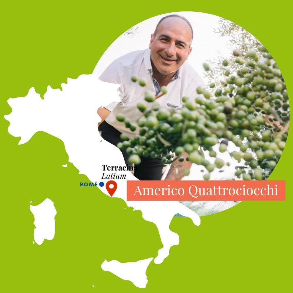 Chercheurs d'or vert - Wholesale Olives - Bella di Cerignola giant green olives2