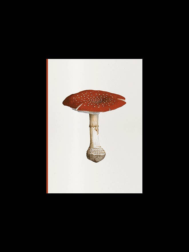 Fungi Journal Collection: Amanita Muscaria for wholesale by Paper Street
