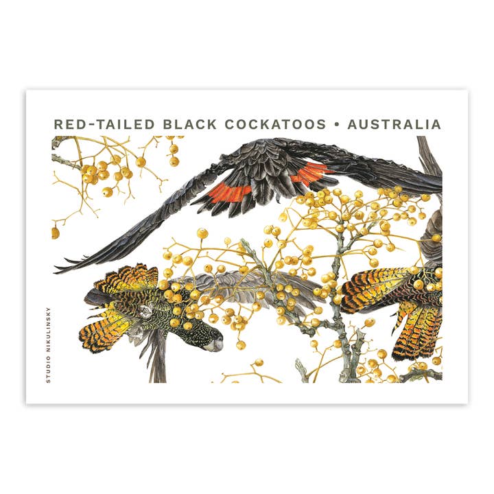 Postcard: Red-tailed Black Cockatoos for wholesale by STUDIO NIKULINSKY