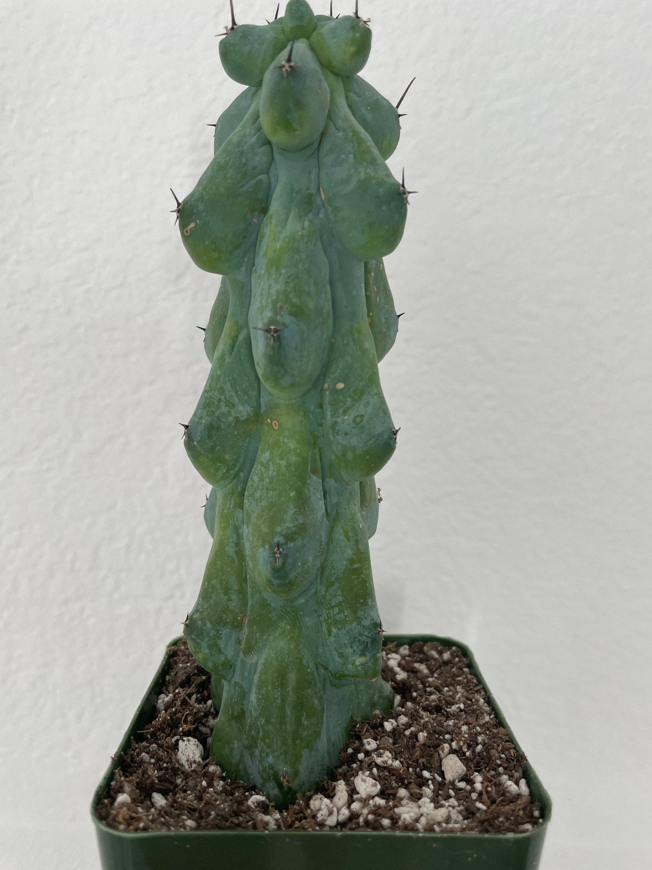 Grow Margo - Wholesale Live Plant - Myrtillocactus Geometrizans - Boobie Cactus Live Rooted3