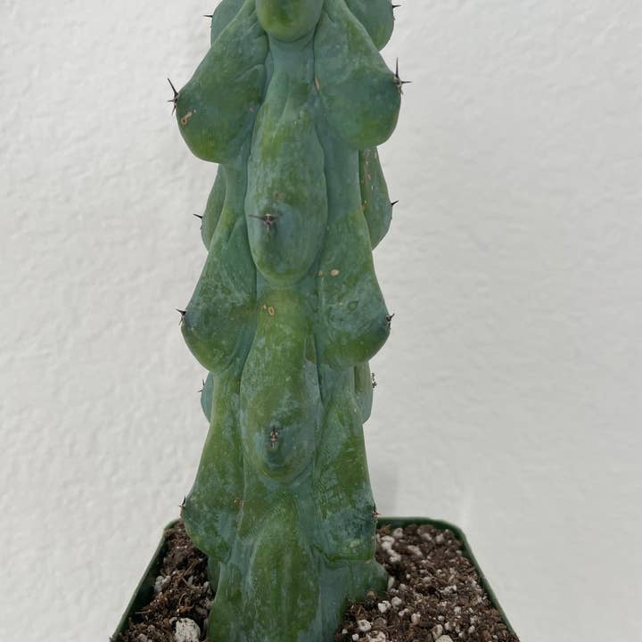 Grow Margo - Wholesale Live Plant - Myrtillocactus Geometrizans - Boobie Cactus Live Rooted3