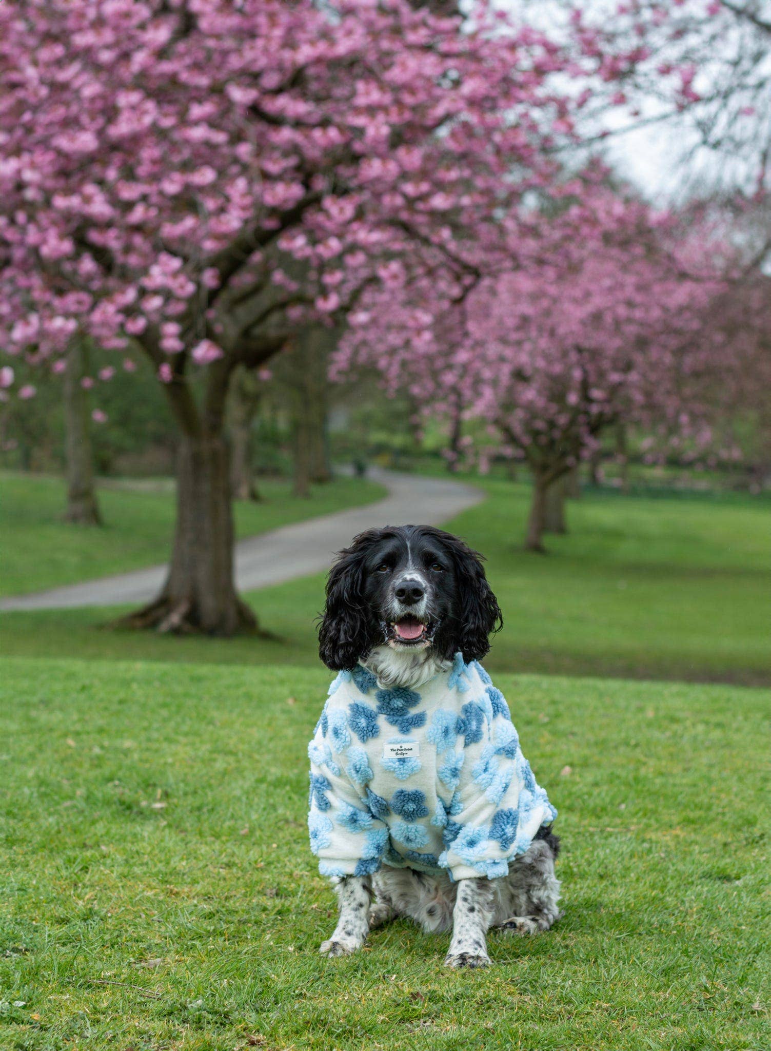 The Paw Print Boutique - Wholesale Pet jumper – Dog - The Bluebell Blue Floral Fleece14